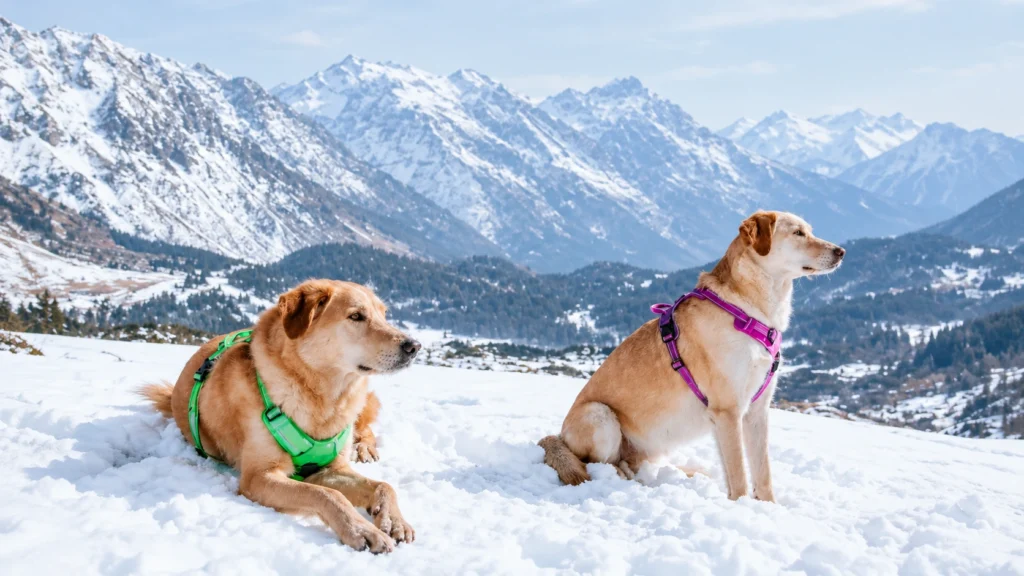 Y-harness vs H-harness for dogs