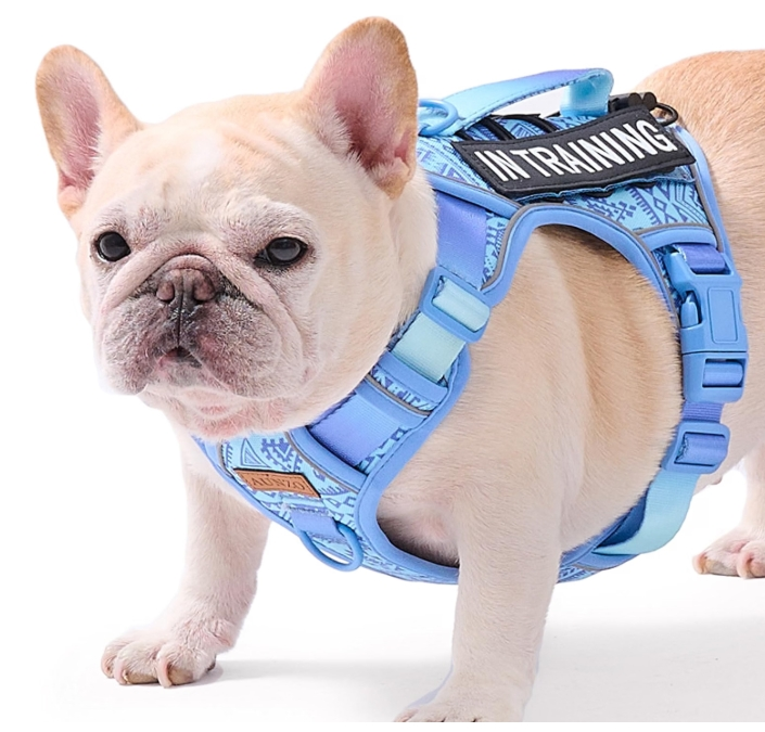 5 Best No-Pull Harness for Small Dogs