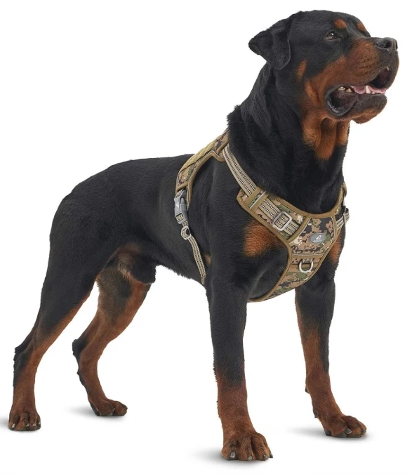 best no-pull harness for large dogs