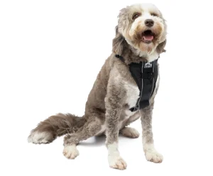 A large fluffy dog sitting down while wearing a black Kurgo Tru-Fit Smart Harness with a padded chest plate.   