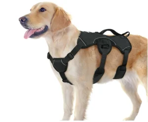 Golden Retriever wearing a black Rabbitgoo Escape Proof Dog Harness with a top control handle and three body straps.   