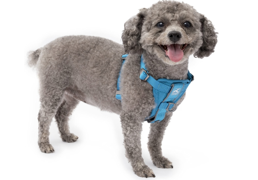 Kurgo Tru-Fit blue smart harness with padded chest plate—best dog harness for a pug