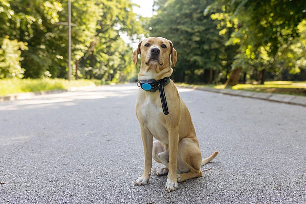 Yellow Labrador wearing an e-collar remote training collar outdoors