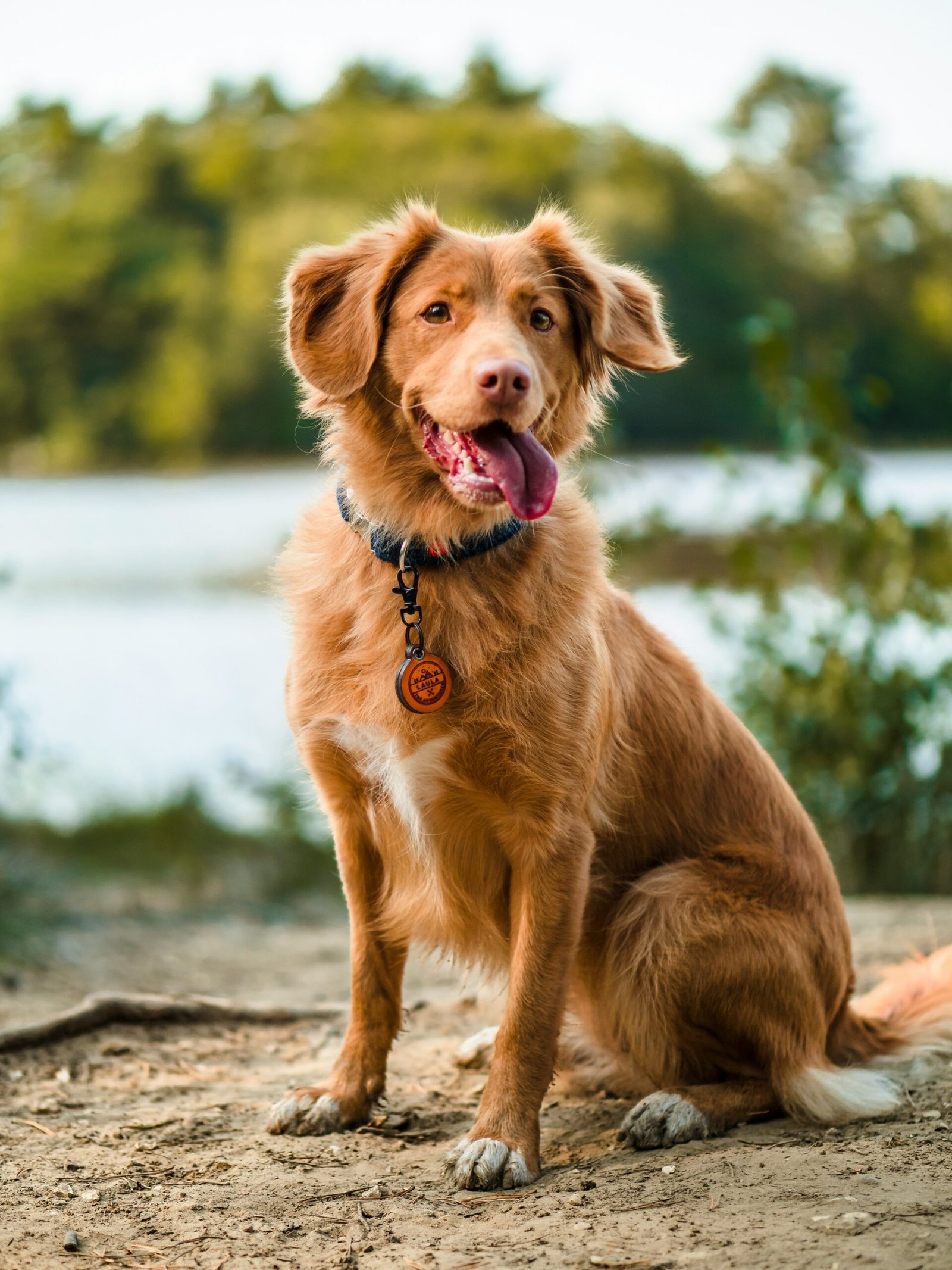 Dog wearing a harness and collar