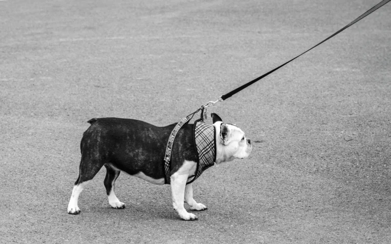 how to use a martingale leash