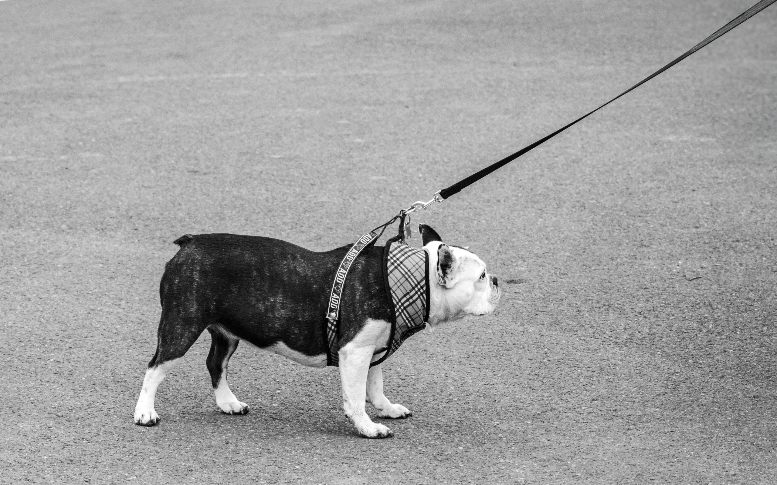 how to use a martingale leash