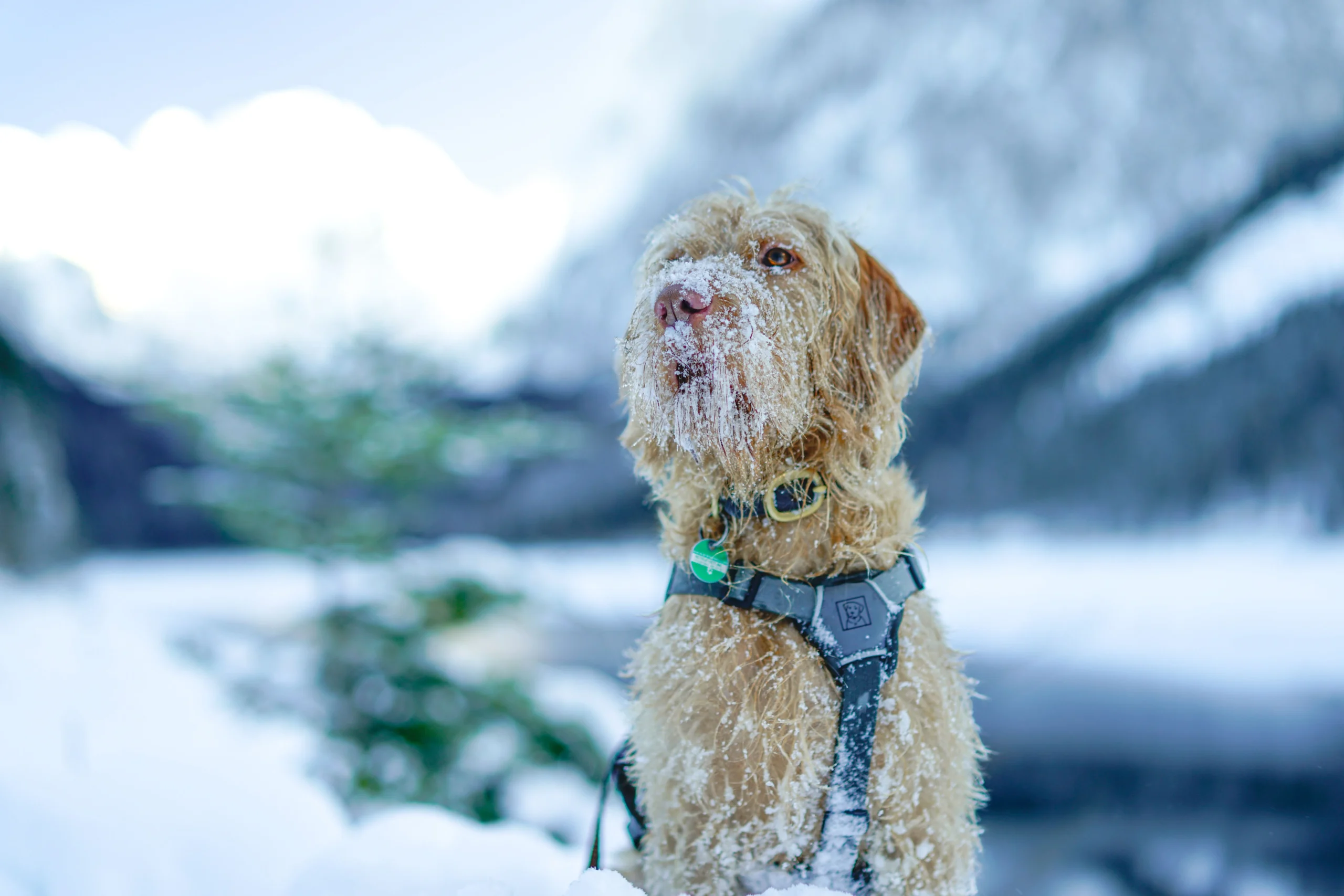 best no-pull dog harness