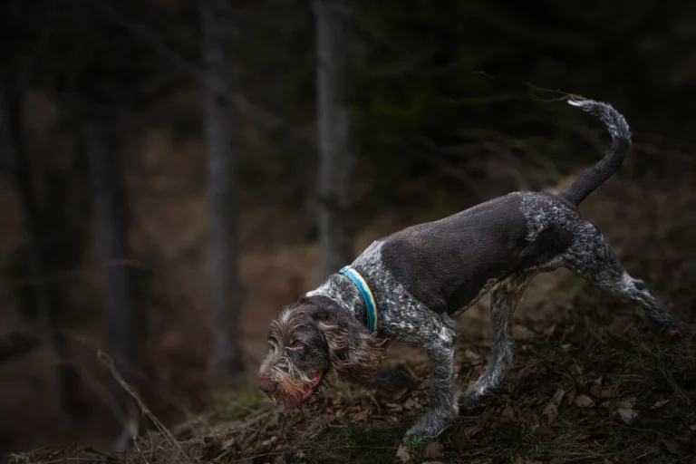 top-rated dog bark collars