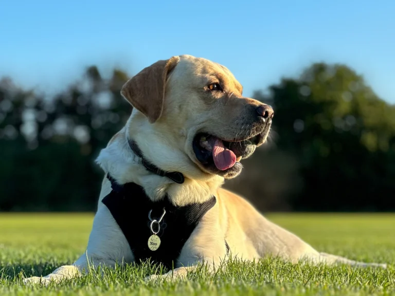 best golden retriever harness