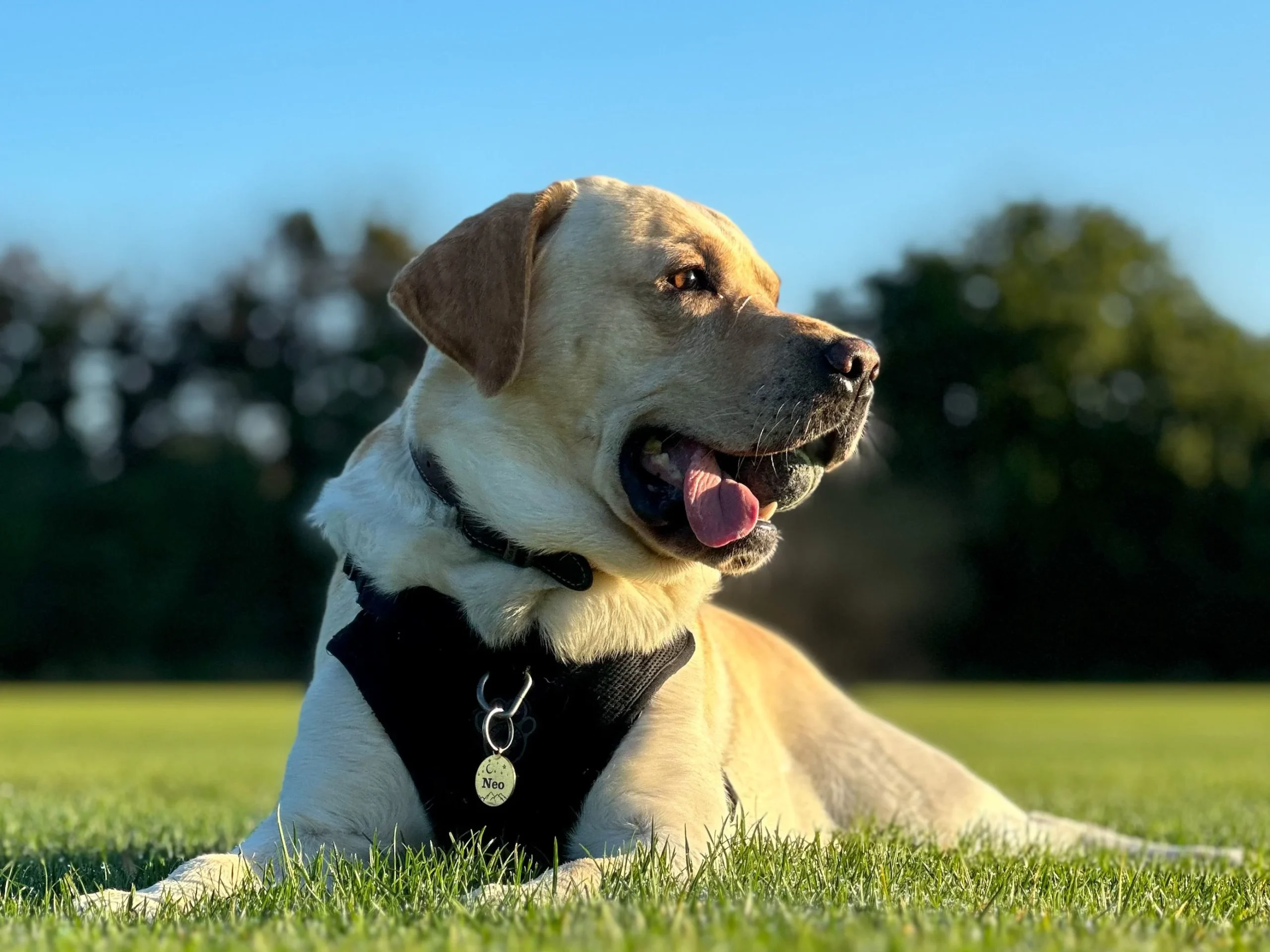 best golden retriever harness