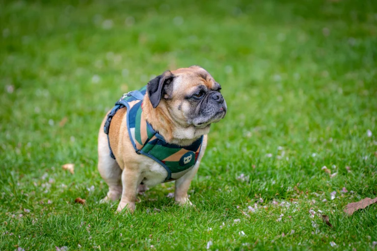 Small fawn pug-mix dog wearing a patterned camouflage vest harness standing on a green lawn.