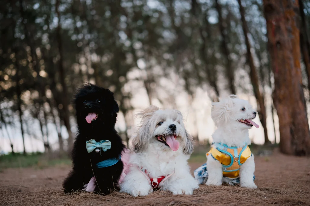 Three small dogs wearing colorful harnesses outdoors, showing how to put a harness on a small dog.