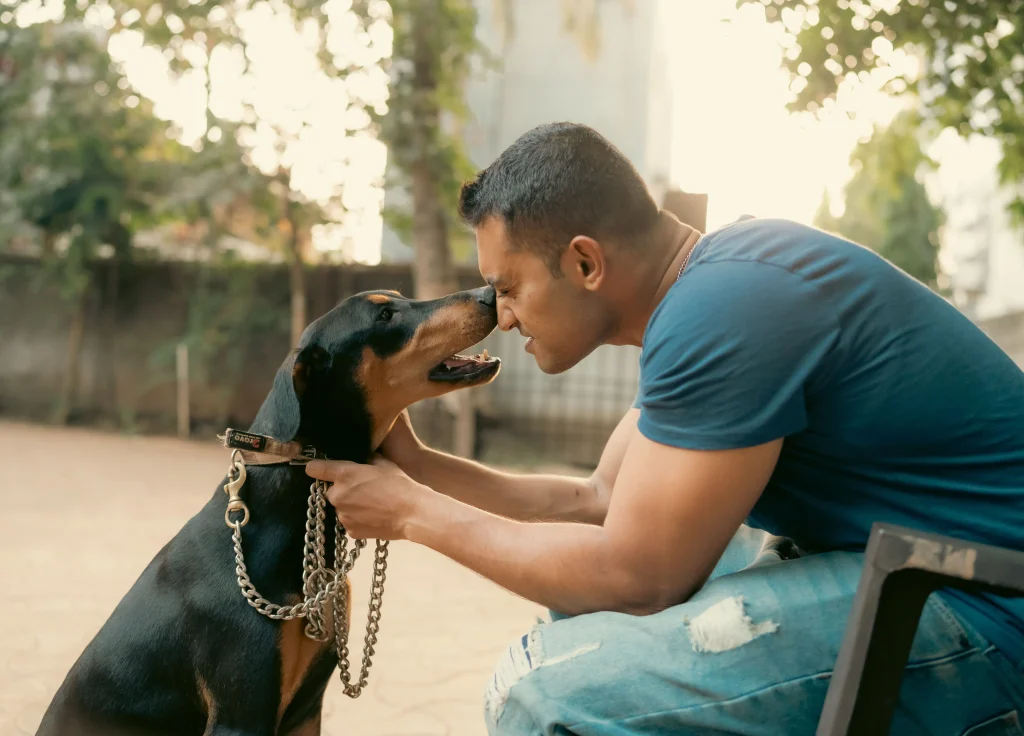 Man fitting a martingale collar leash loop around a Doberman dog neck
