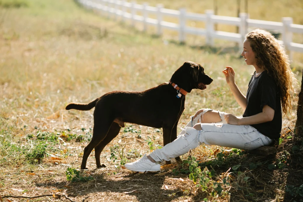E-Collar vs Shock Collar: Why the Name Matters