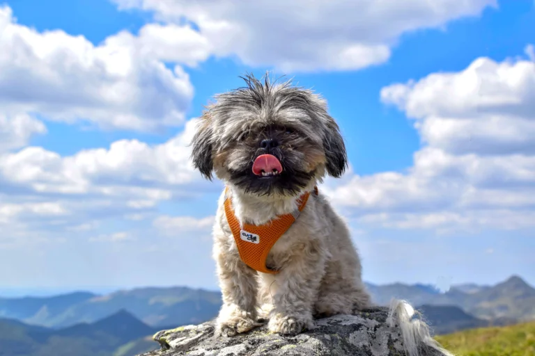 Small dog wearing a properly fitted harness