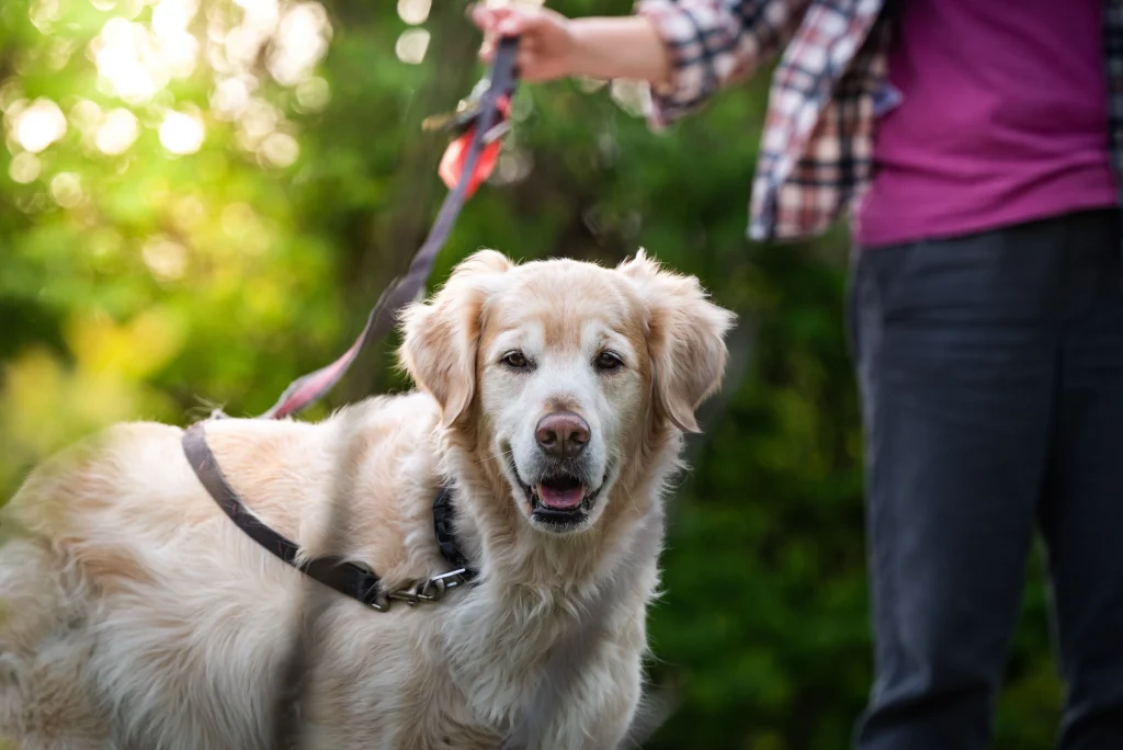 Types of dog collars