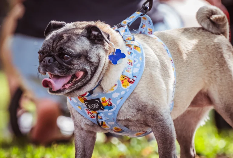 harness vs collar for dogs