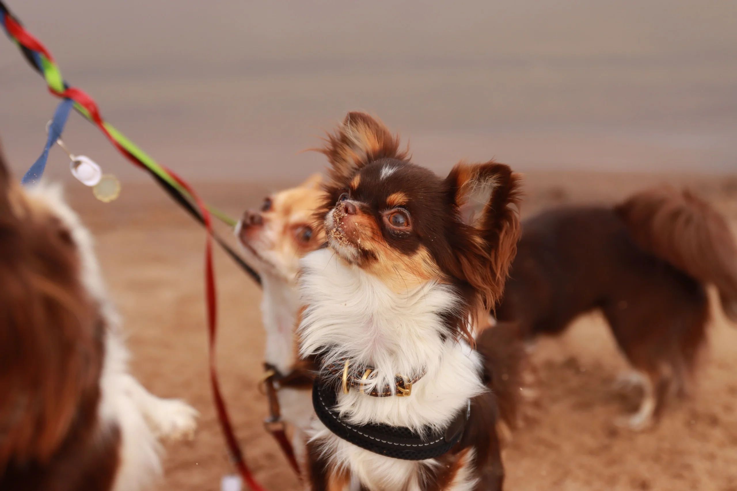 best small dog harness