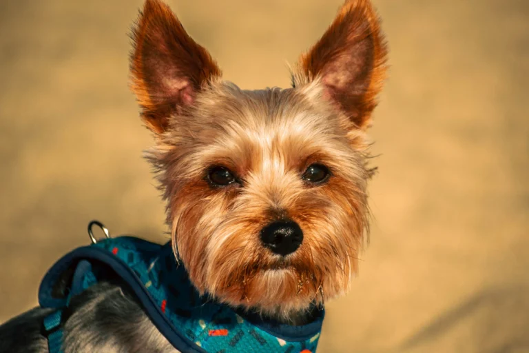 best no-pull harness for small dogs