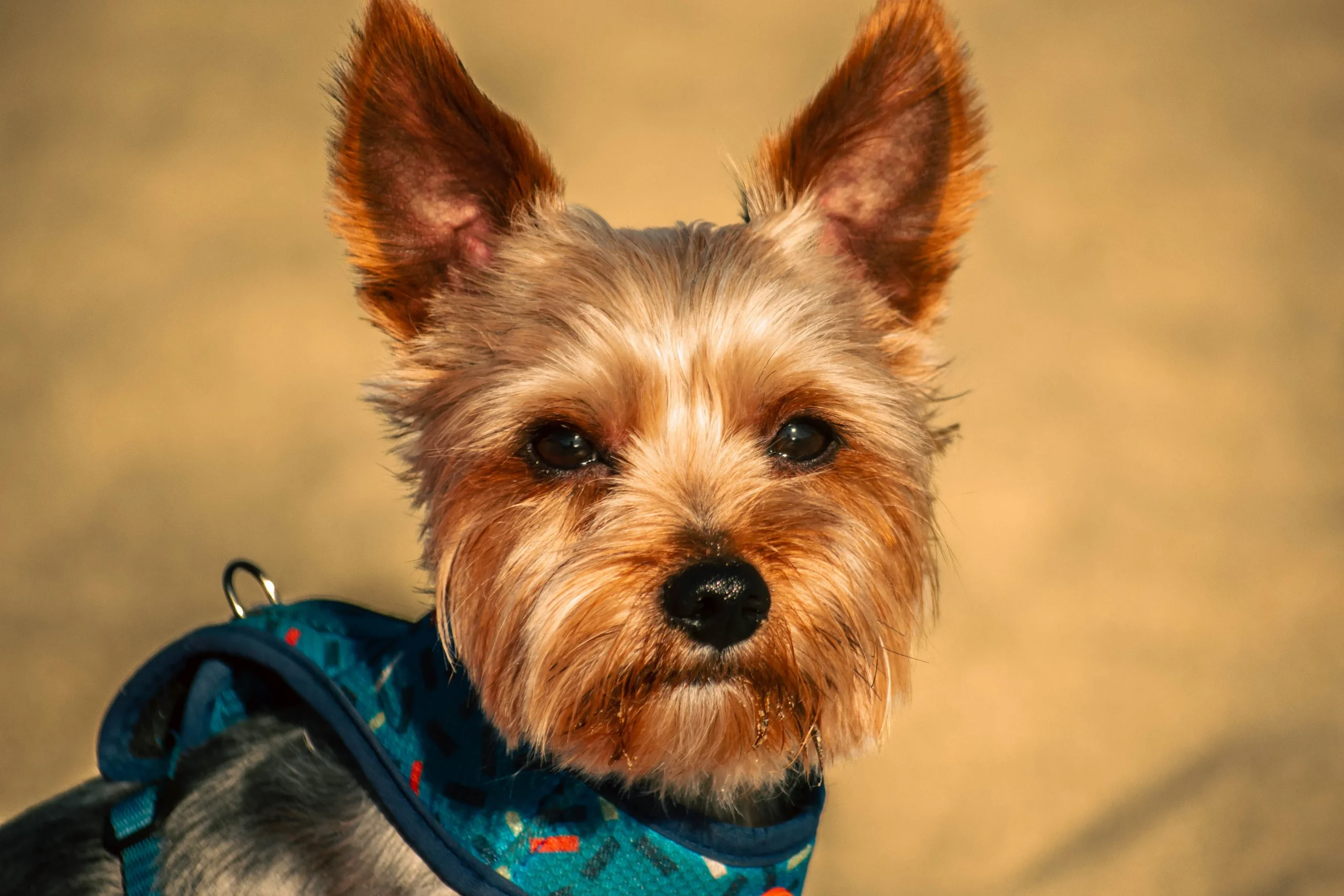 best no-pull harness for small dogs
