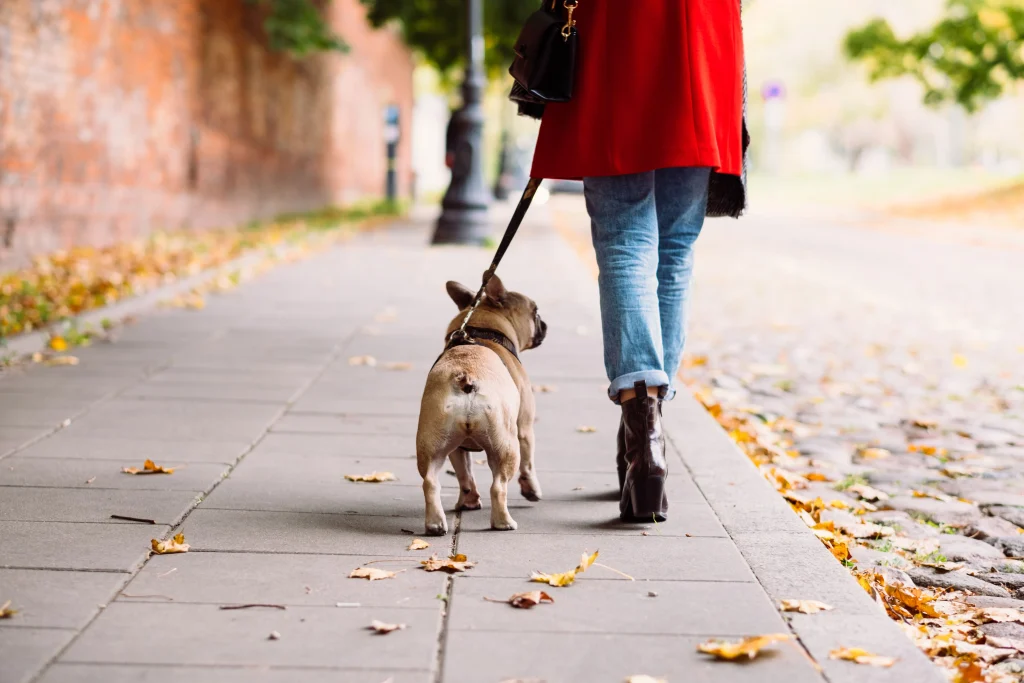 Person walking a French Bulldog on a sidewalk using a leash during a daily walk