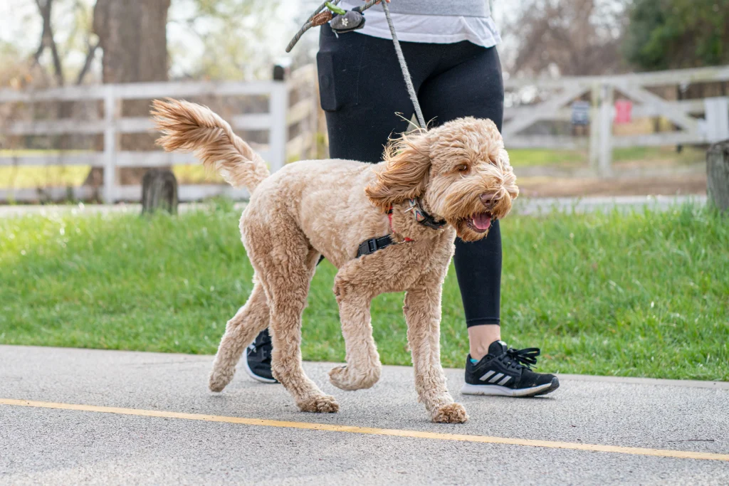 types of dog collars