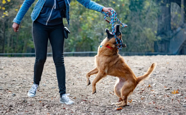 how to put on an e collar on a dog