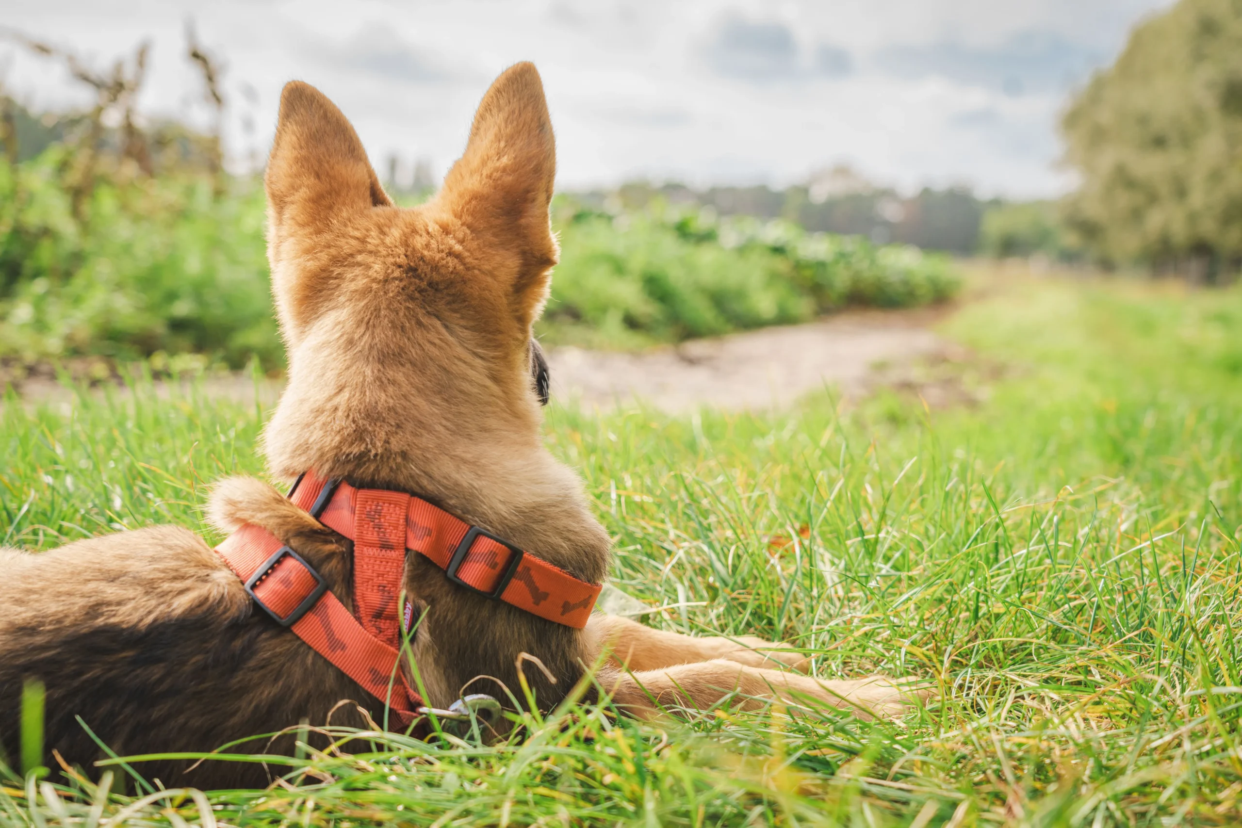 best harness for large dogs