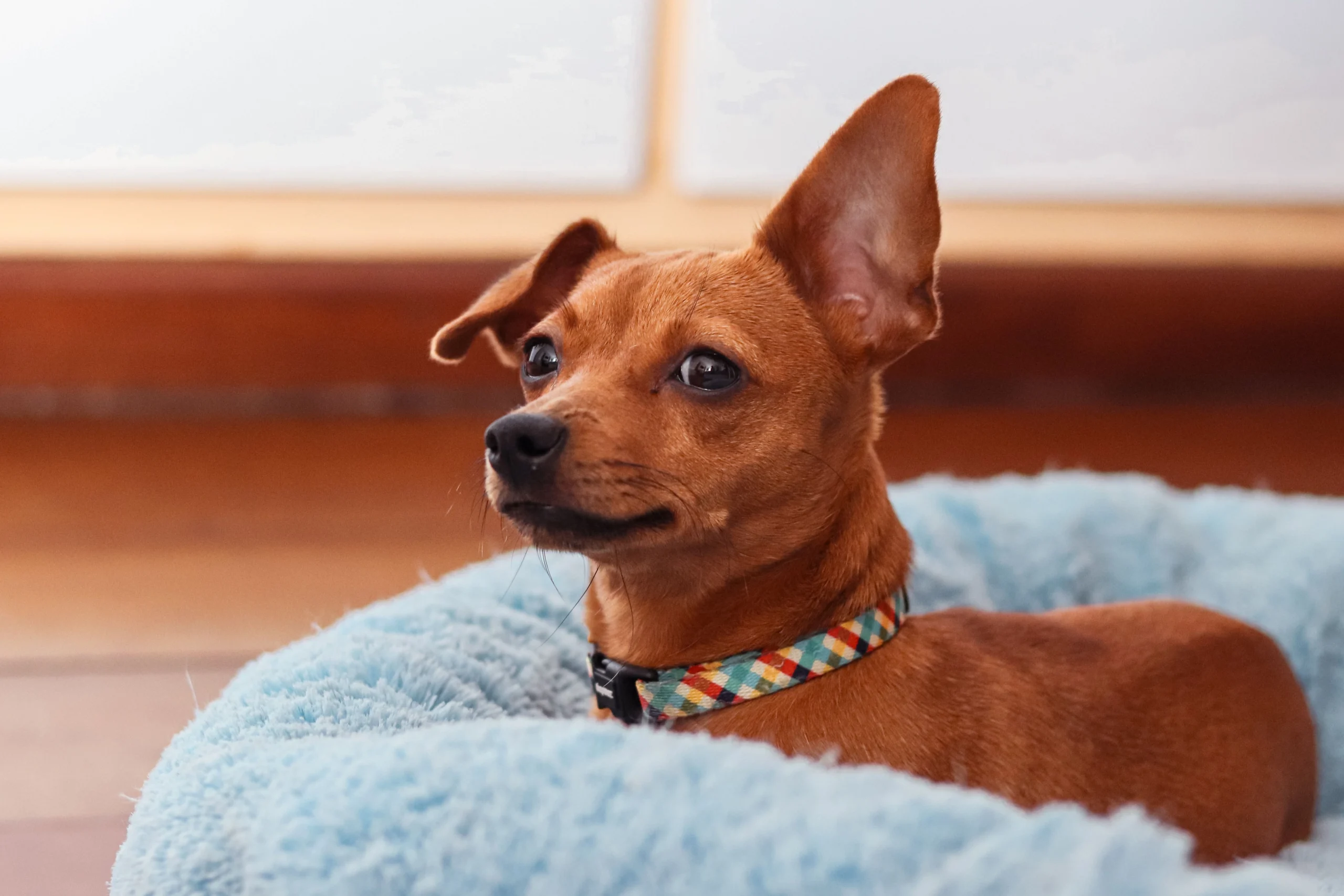best dog bark collar for small dogs