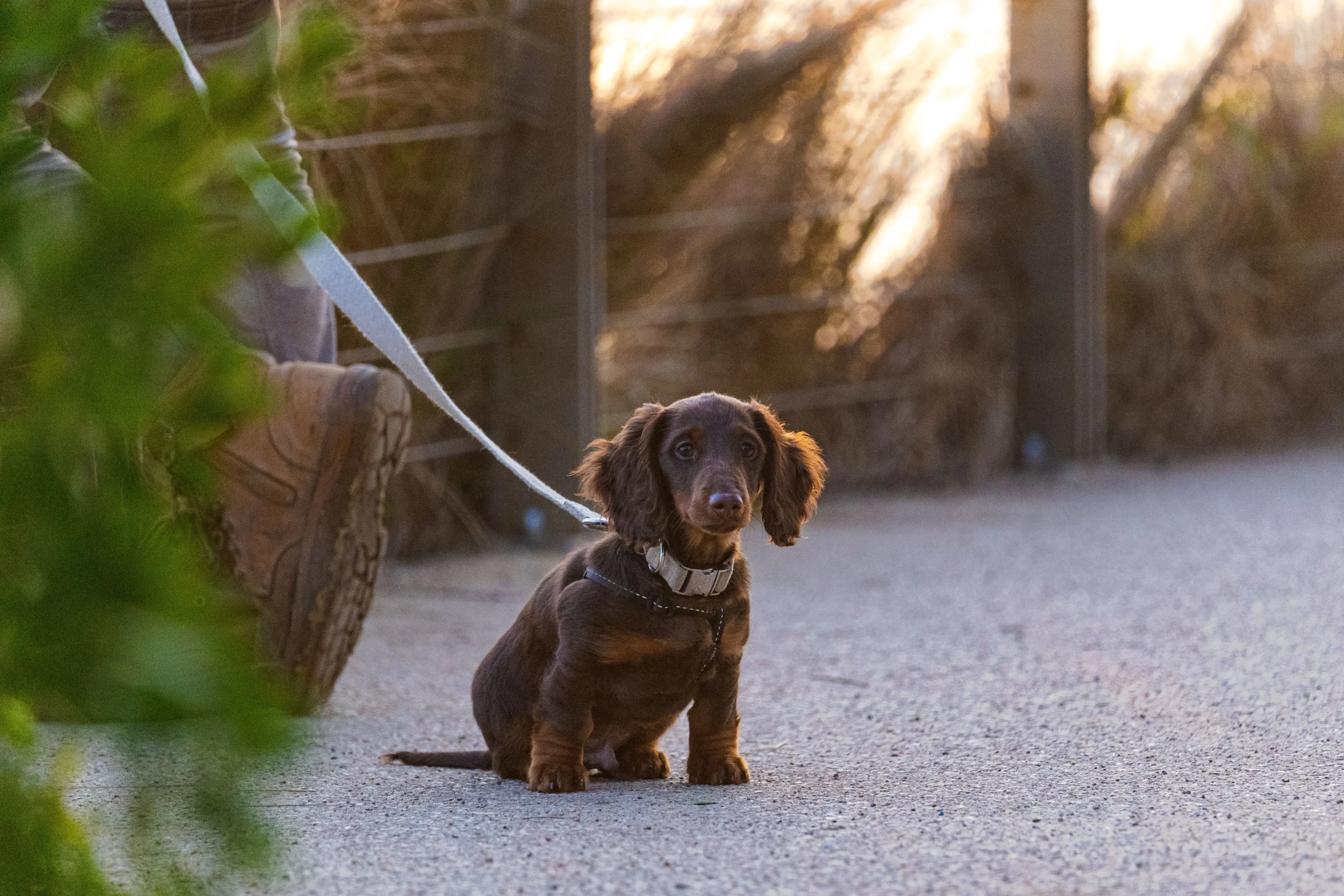 best collars for small dogs