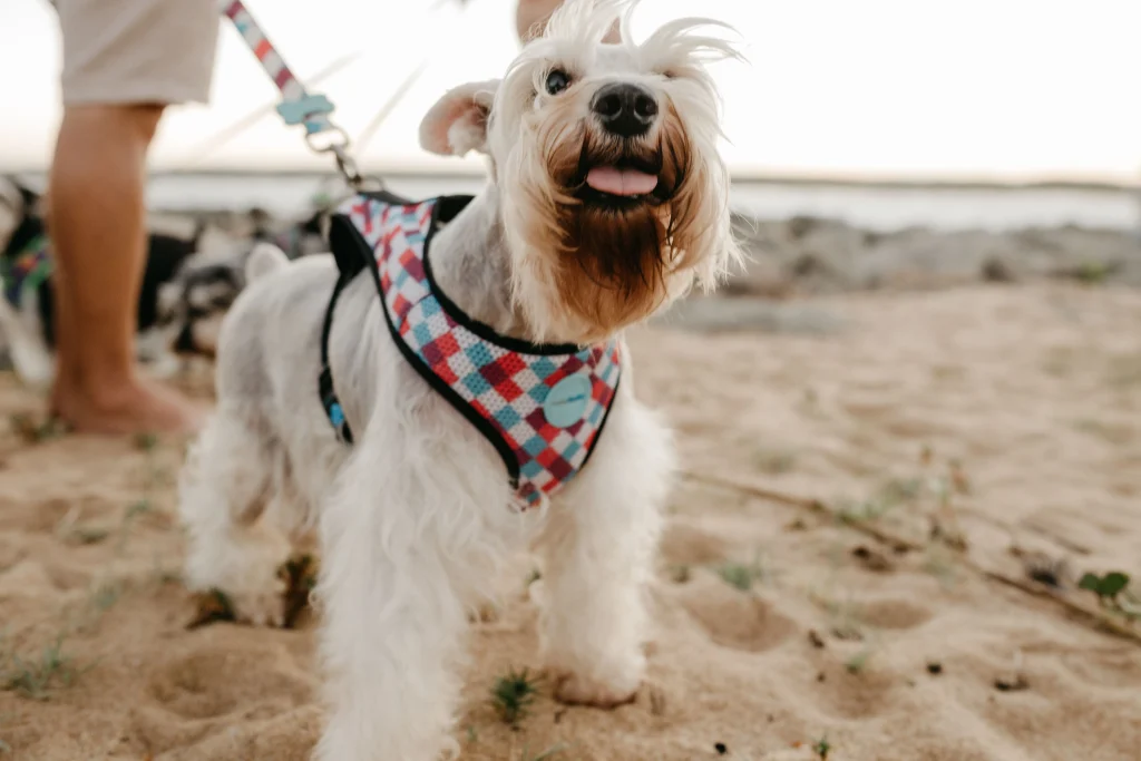 Fluffy dog standing outdoors wearing a colorful harness