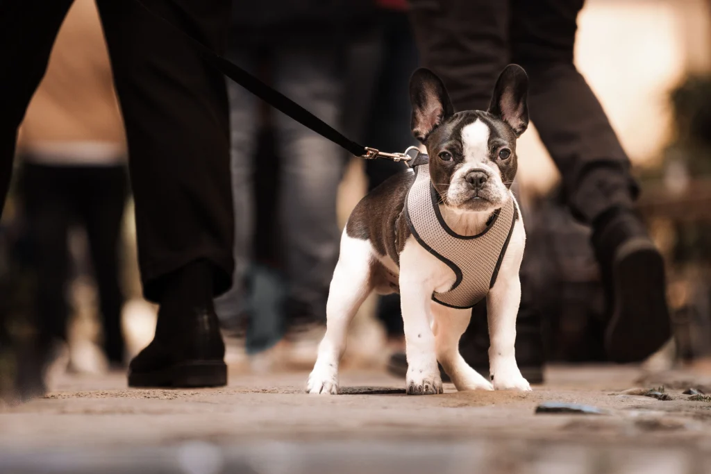 Why a Harness Instead of a Collar