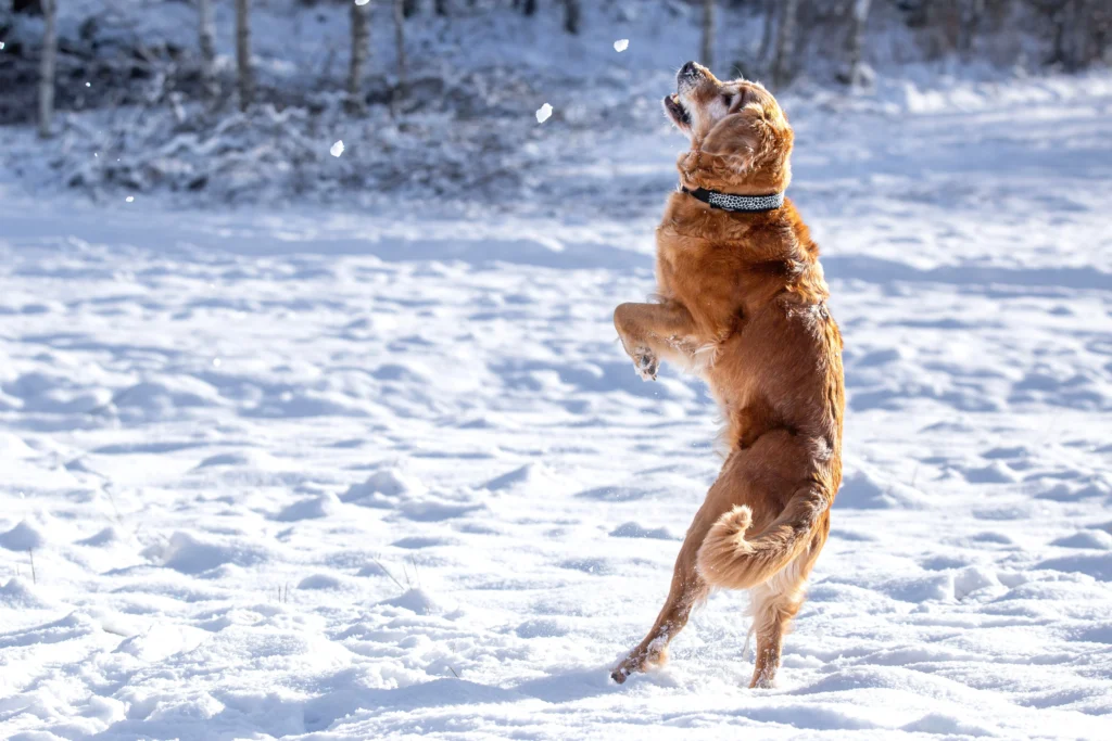 Golden retriever wearing a protective collar while playing in the snow for our Seresto collar review.   