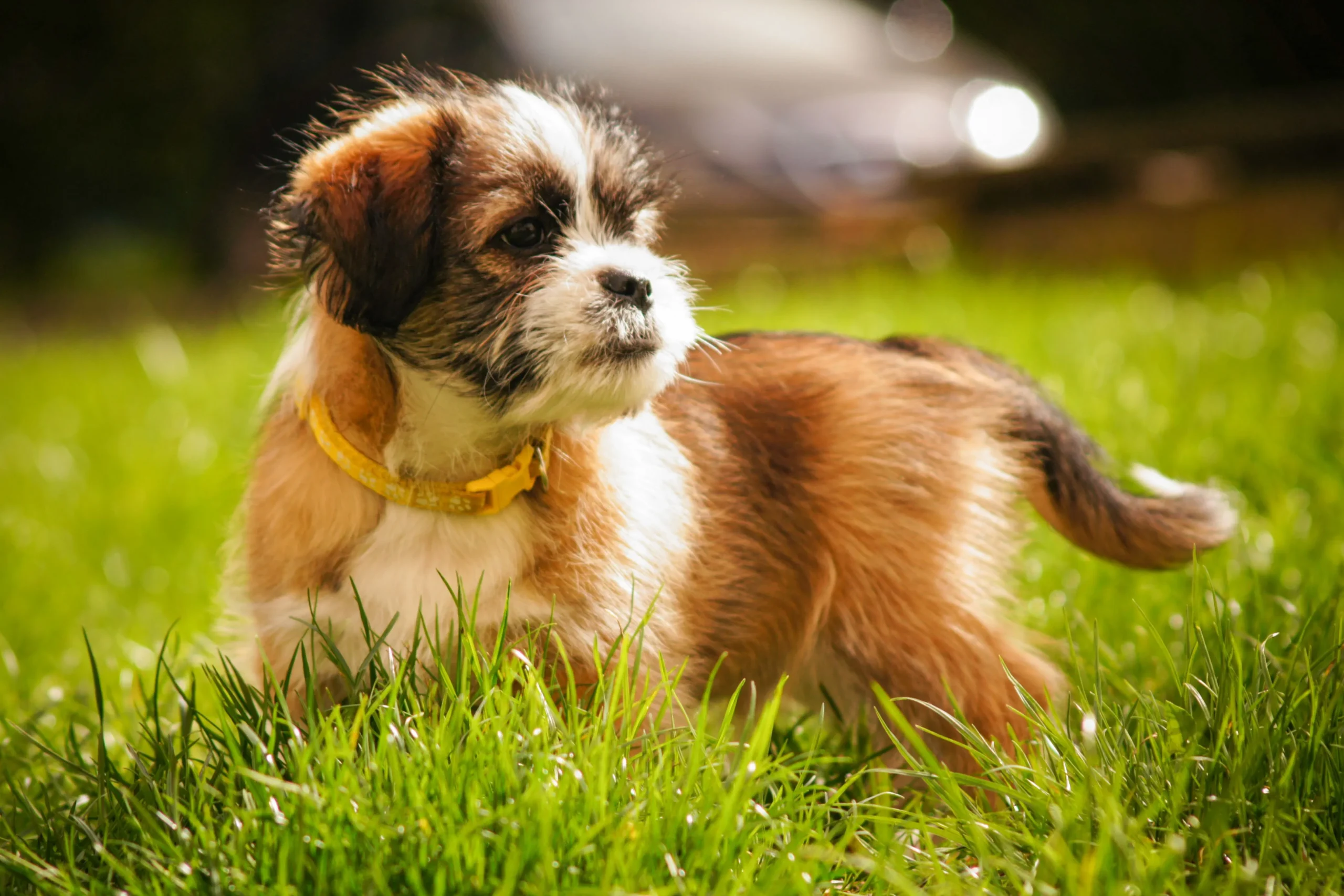 best dog collar for puppies