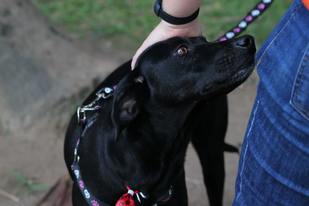 how-to-put-on-an-e-collar-on-a-dog-prevent-skin-irritation