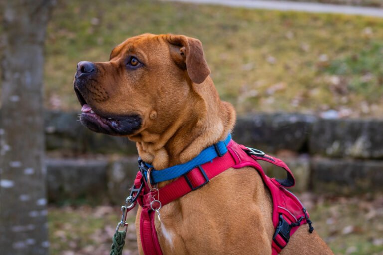 what is a no pull harness