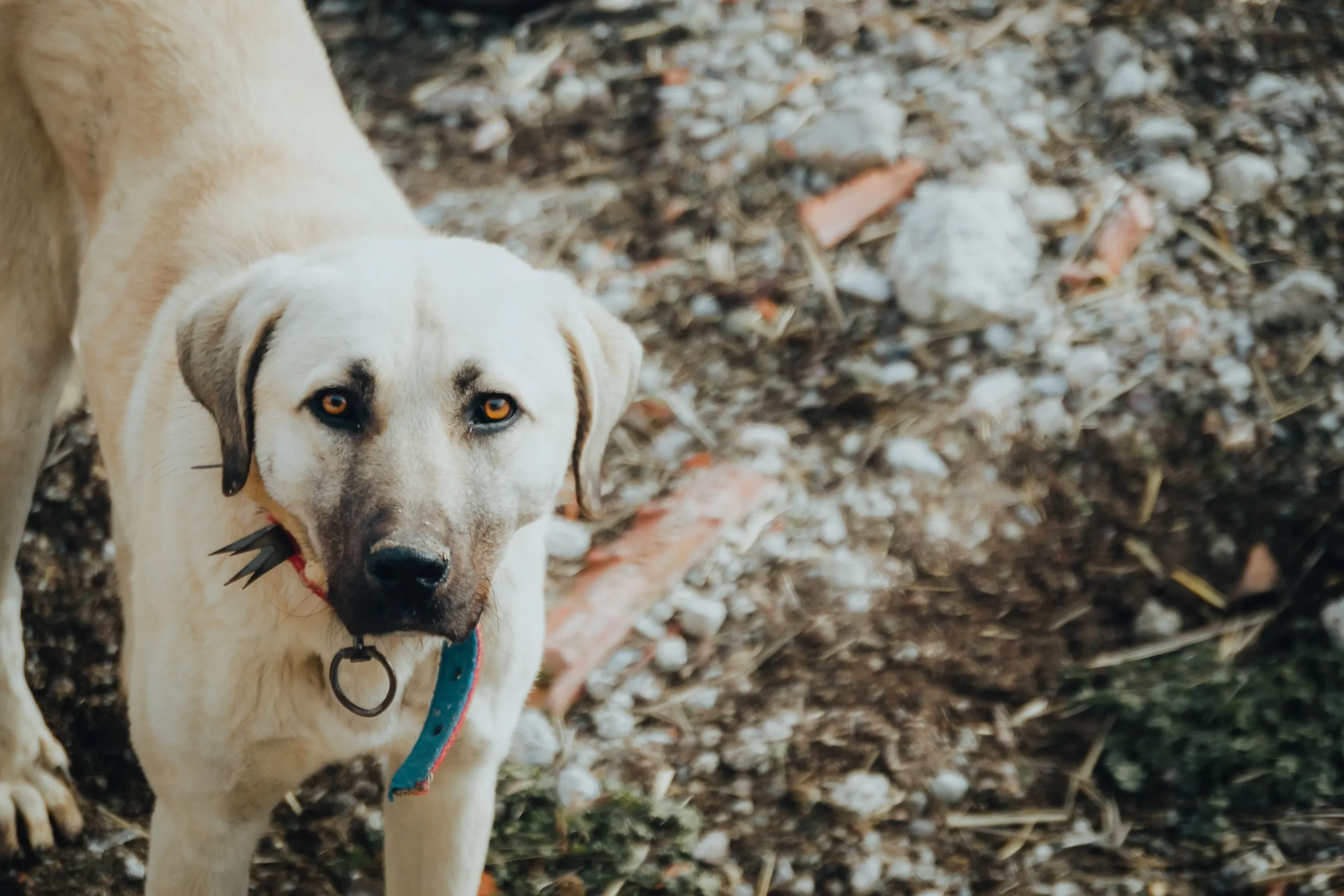 best dog collar for large dogs