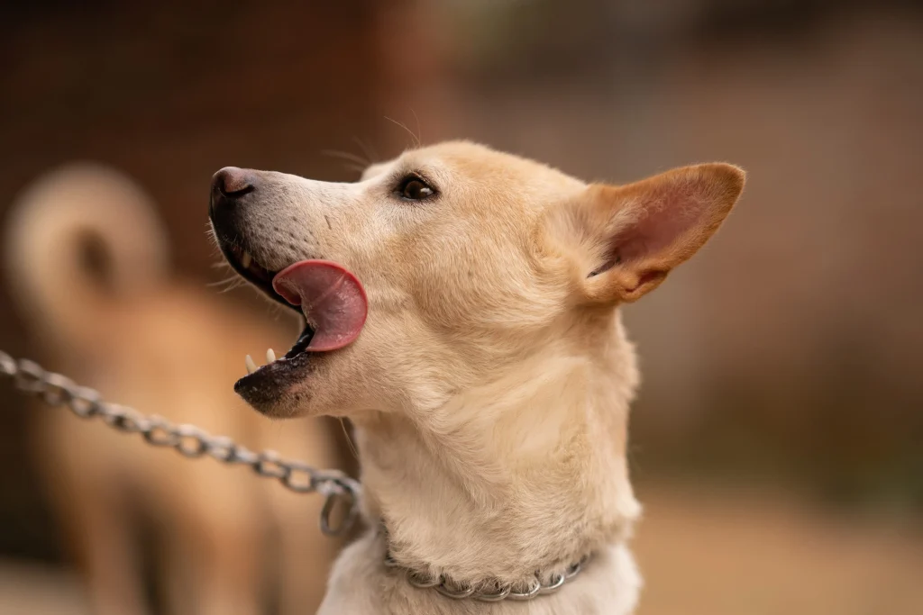 Light brown dog wearing a martingale leash mechanism around its neck