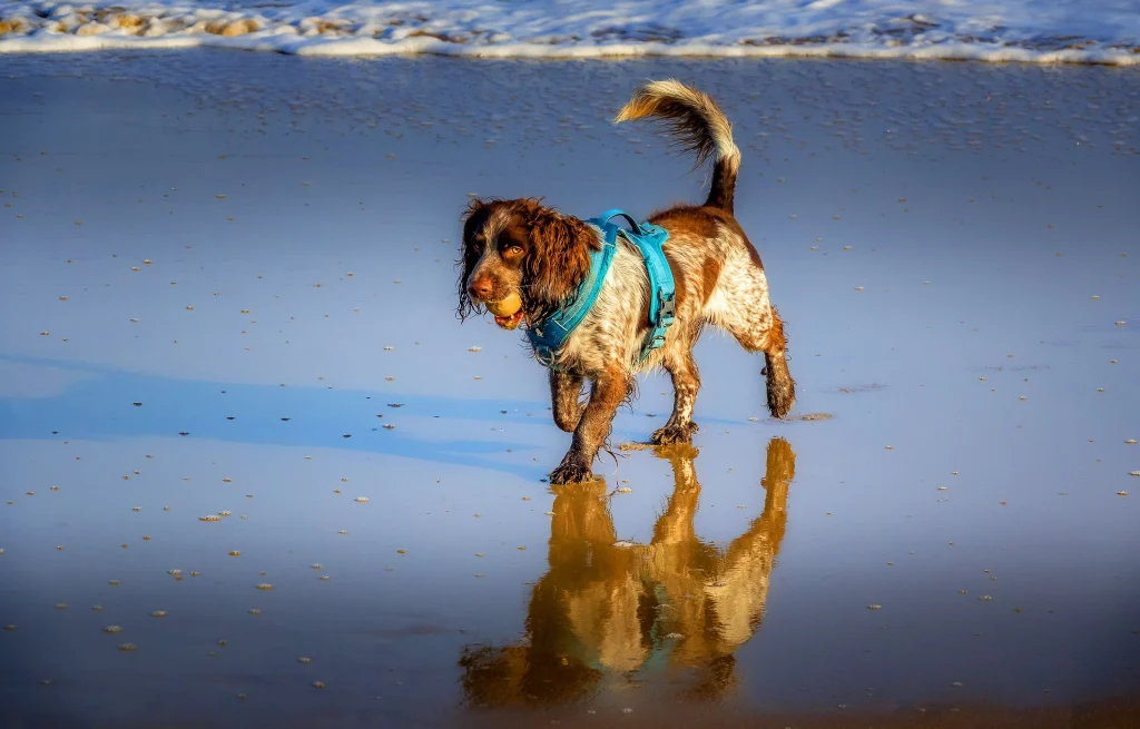 harness vs collar for dogs

