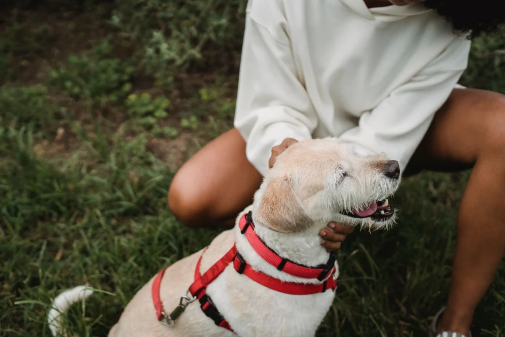 Learn how to put a harness on a small dog correctly without chafing or slipping! Avoid common fitting mistakes like twisted straps and wrong sizing.