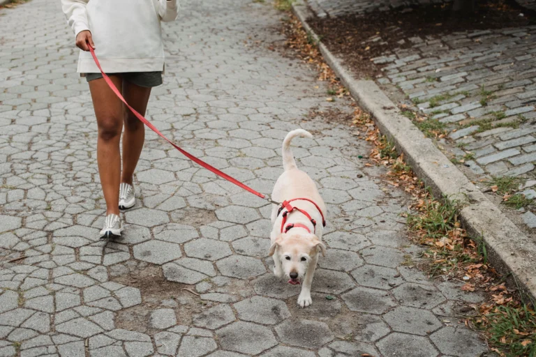 what is a dog harness