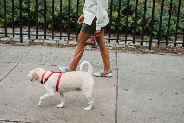 best hands-free dog leash