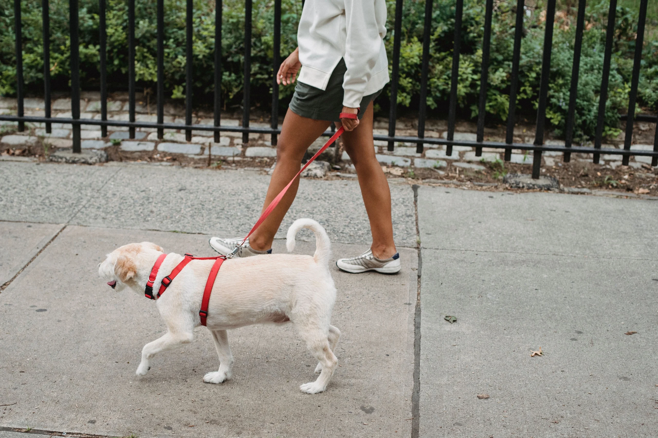 best hands-free dog leash