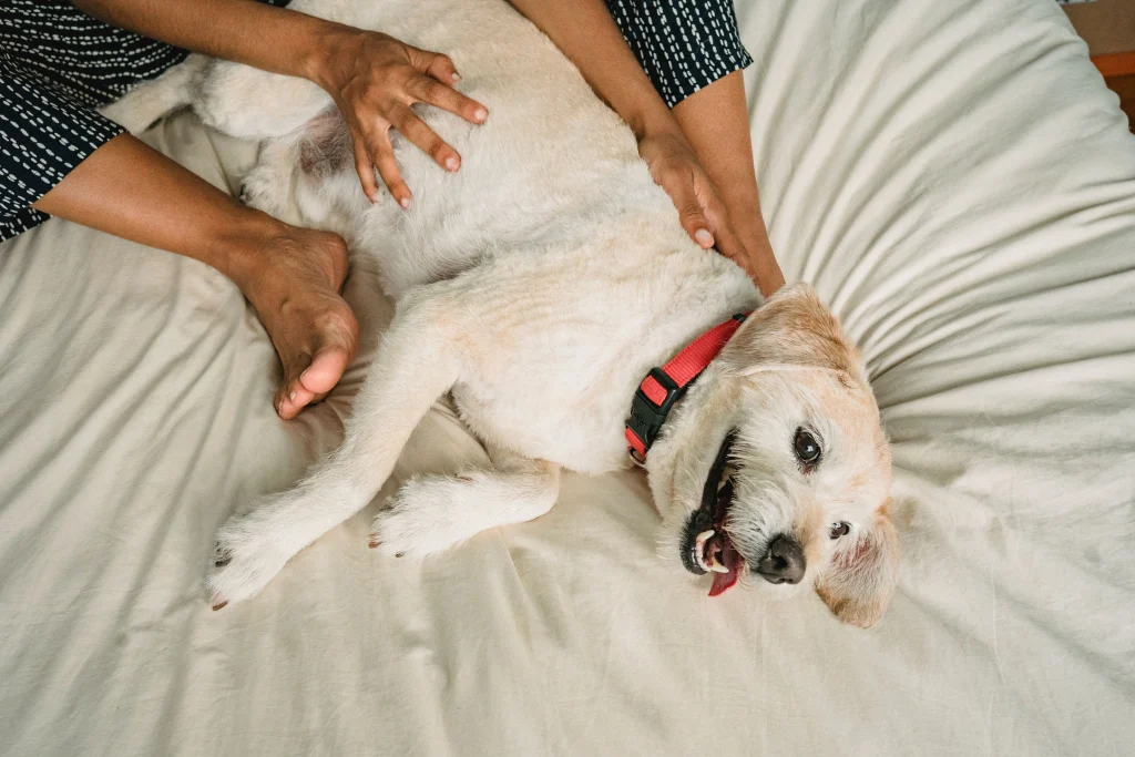 Person checking collar contact points on a light-colored dog lying on a bed