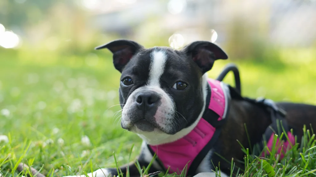 What is a no-pull harness?
