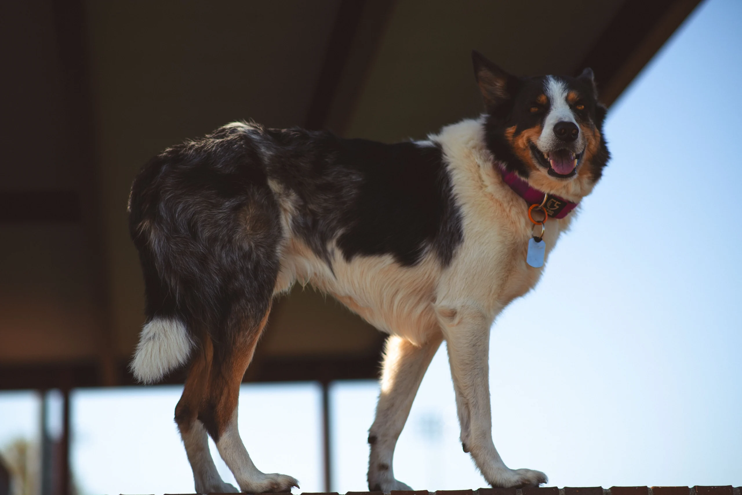 best shock collar for barking