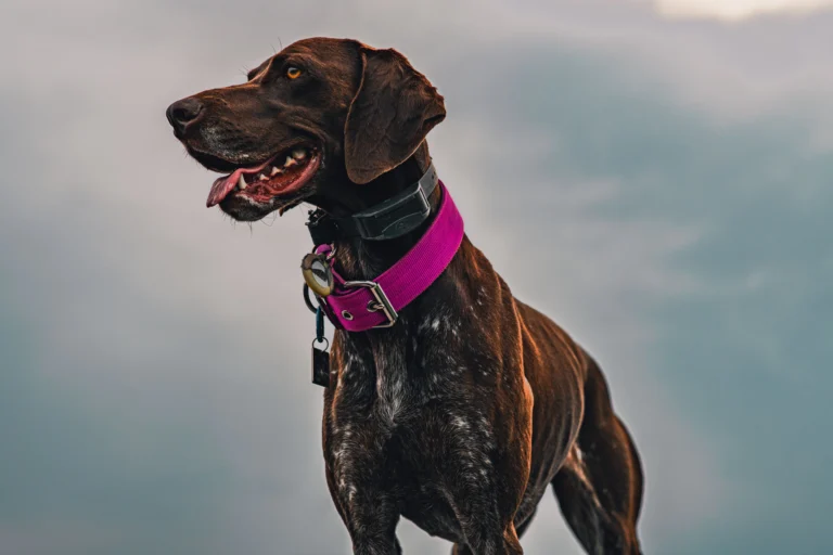 Best Martingale Dog Collar