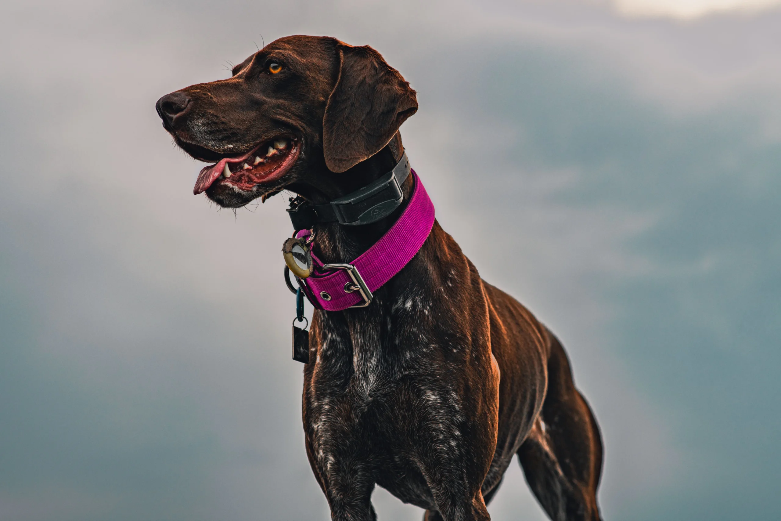 Best Martingale Dog Collar