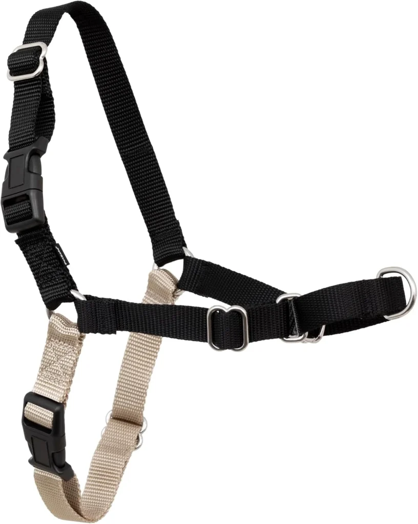 PetSafe Easy Walk harness for Lab puppies with a front-clip martingale loop