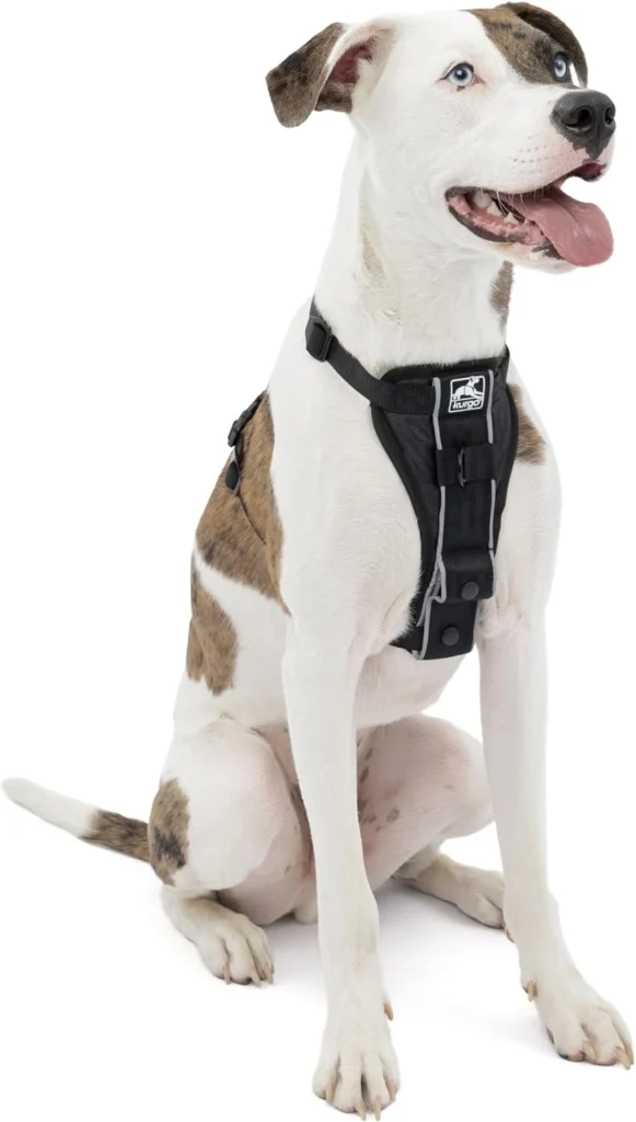 Kurgo Tru-Fit Smart Harness on a Labrador puppy